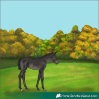 Horse Color:Smoky Black 