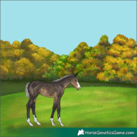 Horse Color:Silver Smoky Black 