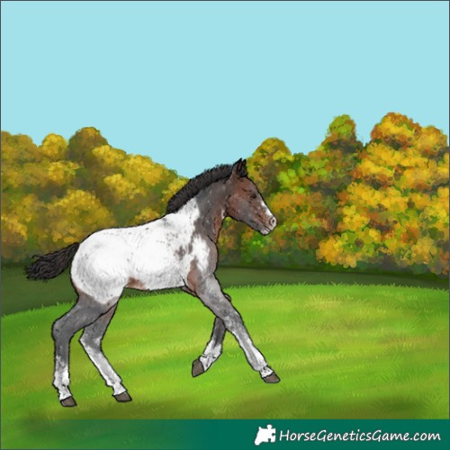 Horse Color:Brown Sabino Appaloosa 