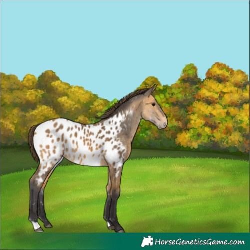 Horse Color:Buckskin Appaloosa 