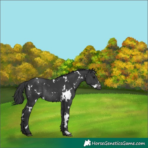 Horse Color:White Spotted Black Appaloosa Rabicano 