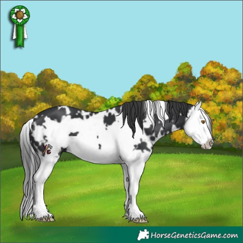Horse Color:White Spotted Black Splash Frame 