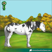 Horse Color:White Spotted Black Splash Frame 