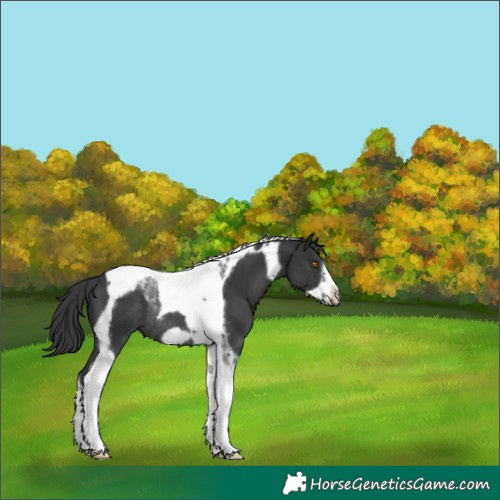 Horse Color:Black Tobiano Frame Rabicano 