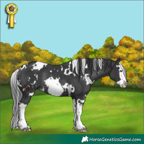 Horse Color:White Spotted Black Splash Frame Rabicano 