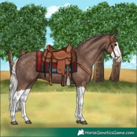 Horse Color:Silver Black Splash 