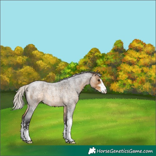 Horse Color:Silver Buckskin Roan Sabino 