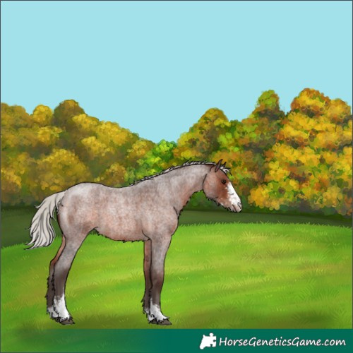 Horse Color:Silver Brown Roan Sabino 