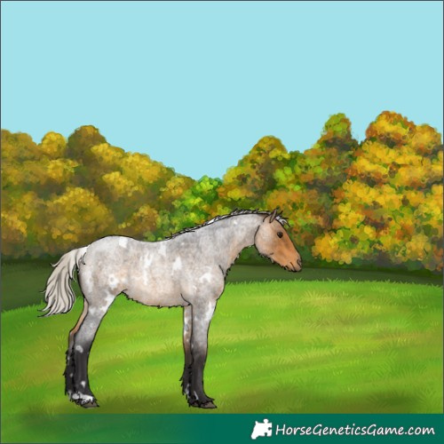 Horse Color:White Spotted Silver Buckskin Roan 