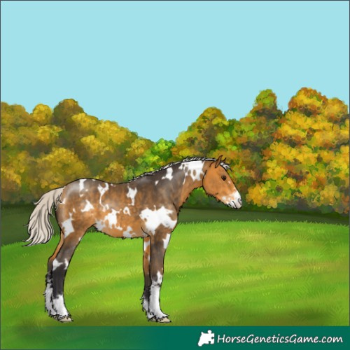 Horse Color:White Spotted Silver Buckskin Sabino 