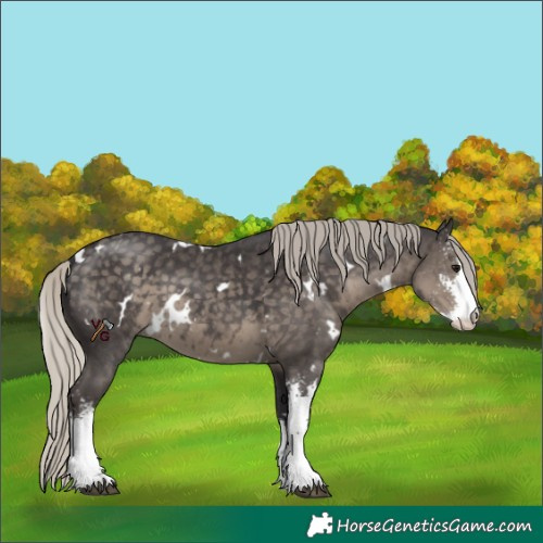 Horse Color:White Spotted Silver Smoky Black Sabino 