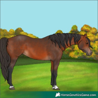 Horse Color:Unknown 