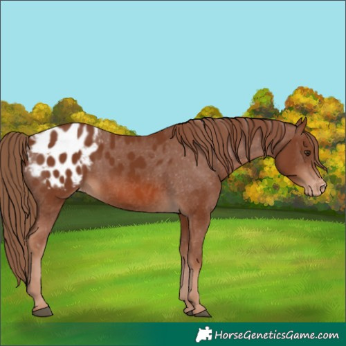Horse Color:Unknown 