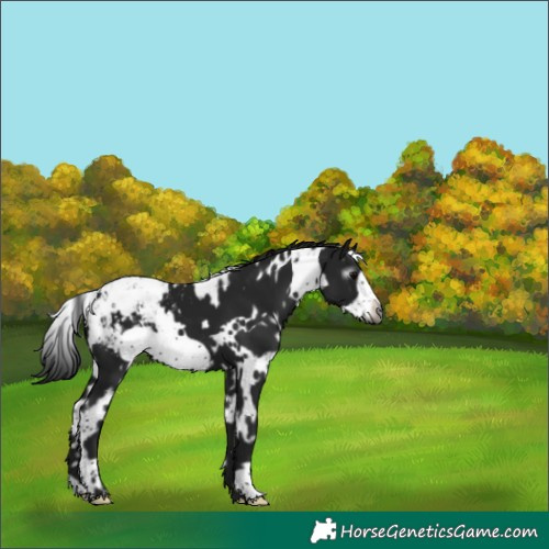 Horse Color:Gray White Spotted Black Frame Appaloosa 