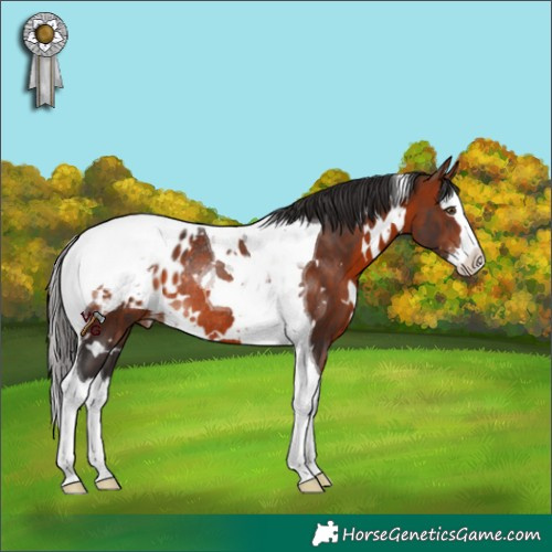 Horse Color:White Spotted Bay Splash Tobiano Appaloosa Rabicano 