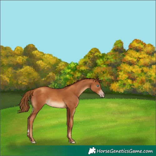 Horse Color:Gray Gold Champagne 
