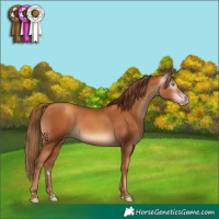 Horse Color:Gray Gold Champagne 