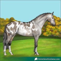 Horse Color:Gray Brown Dun Appaloosa