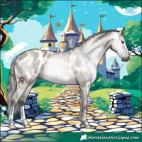 Horse Color:Gray Brown Dun Appaloosa 