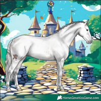 Horse Color:Gray Brown Dun Appaloosa 