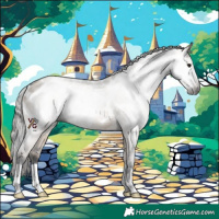 Horse Color:Gray Brown Dun Appaloosa 