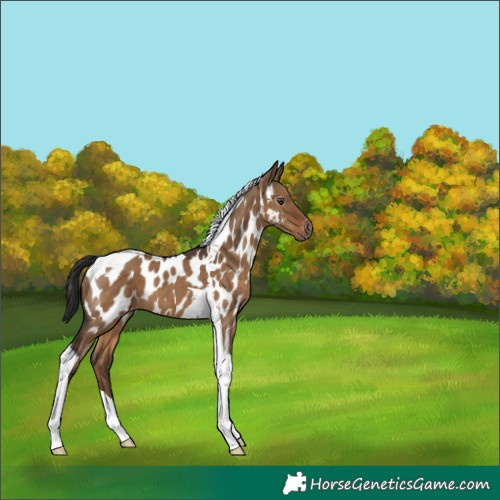 Horse Color:Gray Liver Red Dun Tobiano Appaloosa 