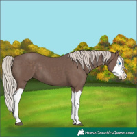 Horse Color:Unknown 