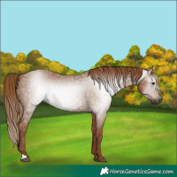 Horse Color:Unknown 