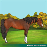 Horse Color:Unknown 