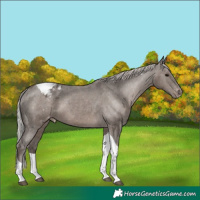 Horse Color:Silver Black Tobiano Appaloosa 