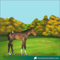 Horse Color:Buckskin Tobiano 