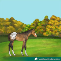 Horse Color:Buckskin Appaloosa