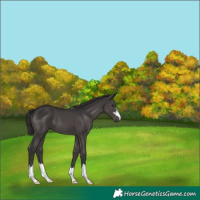 Horse Color:Smoky Black