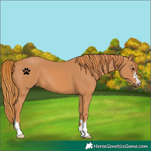 Horse Color:Chestnut 