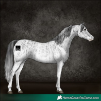 Horse Color:White Spotted Blue Roan Rabicano  and White Spotted Blue Roan Rabicano 