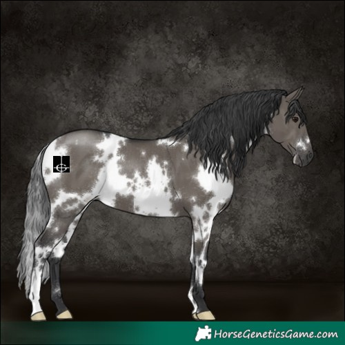 Horse Color:White Spotted Grullo 