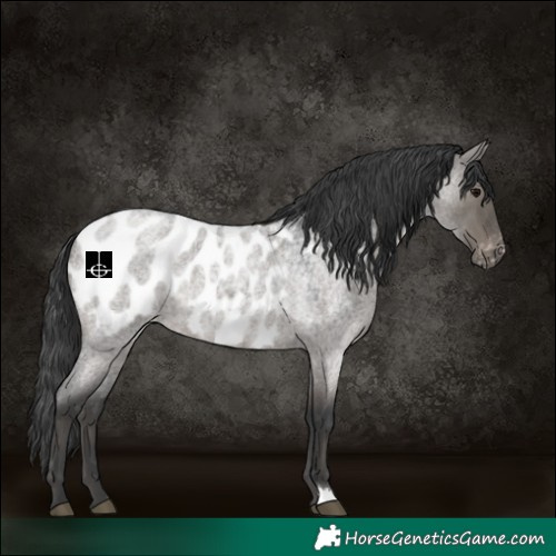 Horse Color:Grullo Roan Appaloosa 