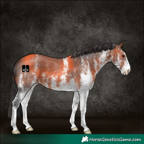 Horse Color:White Spotted Bay Varnish 