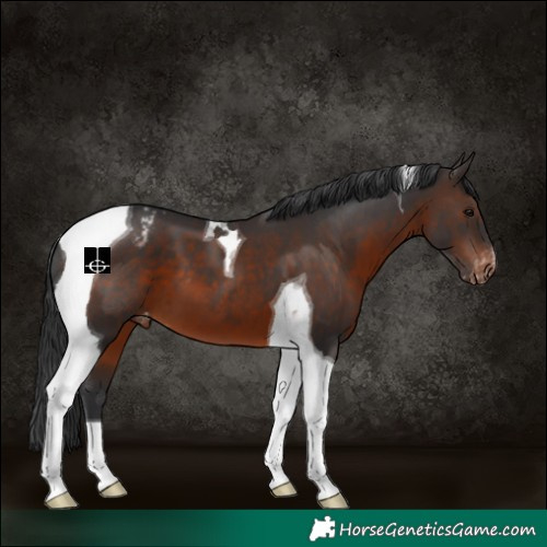 Horse Color:Brown Tobiano Appaloosa 