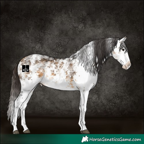 Horse Color:White Spotted Buckskin Sabino Splash 