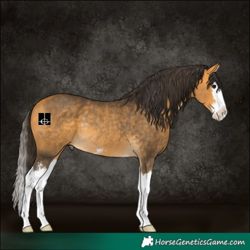 Horse Color:Buckskin Sabino Splash Rabicano 