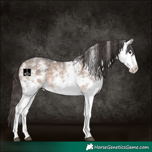 Horse Color:White Spotted Brown Dun Varnish Rabicano 
