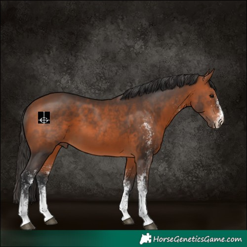 Horse Color:White Spotted Bay 