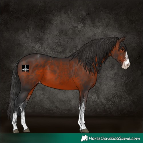 Horse Color:White Spotted Brown Varnish 