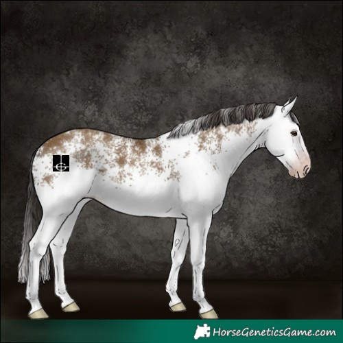 Horse Color:Gray White Spotted Classic Champagne Rabicano 