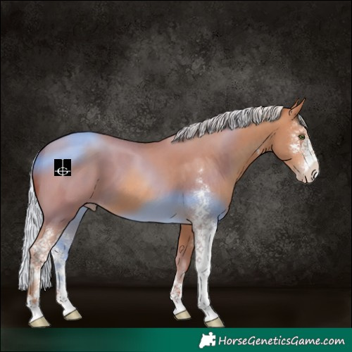 Horse Color:Silver Sable Champagne Sabino 