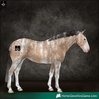 Horse Color:Powder White Gray White Spotted Amber Champagne Rabicano 