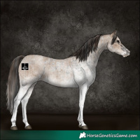 Horse Color:White Spotted Blue Roan Rabicano  and White Spotted Classic Champagne Roan Rabicano 