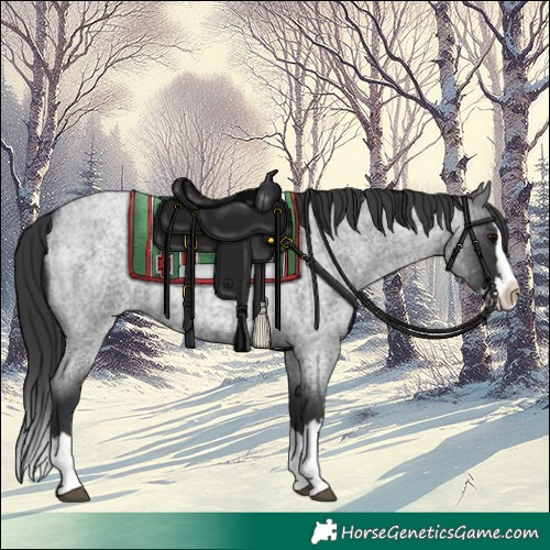 Horse Color:Blue Roan Splash 