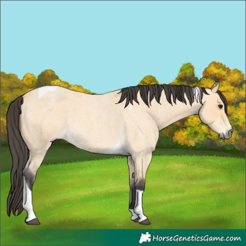 Horse Color:Buckskin Roan Tobiano 